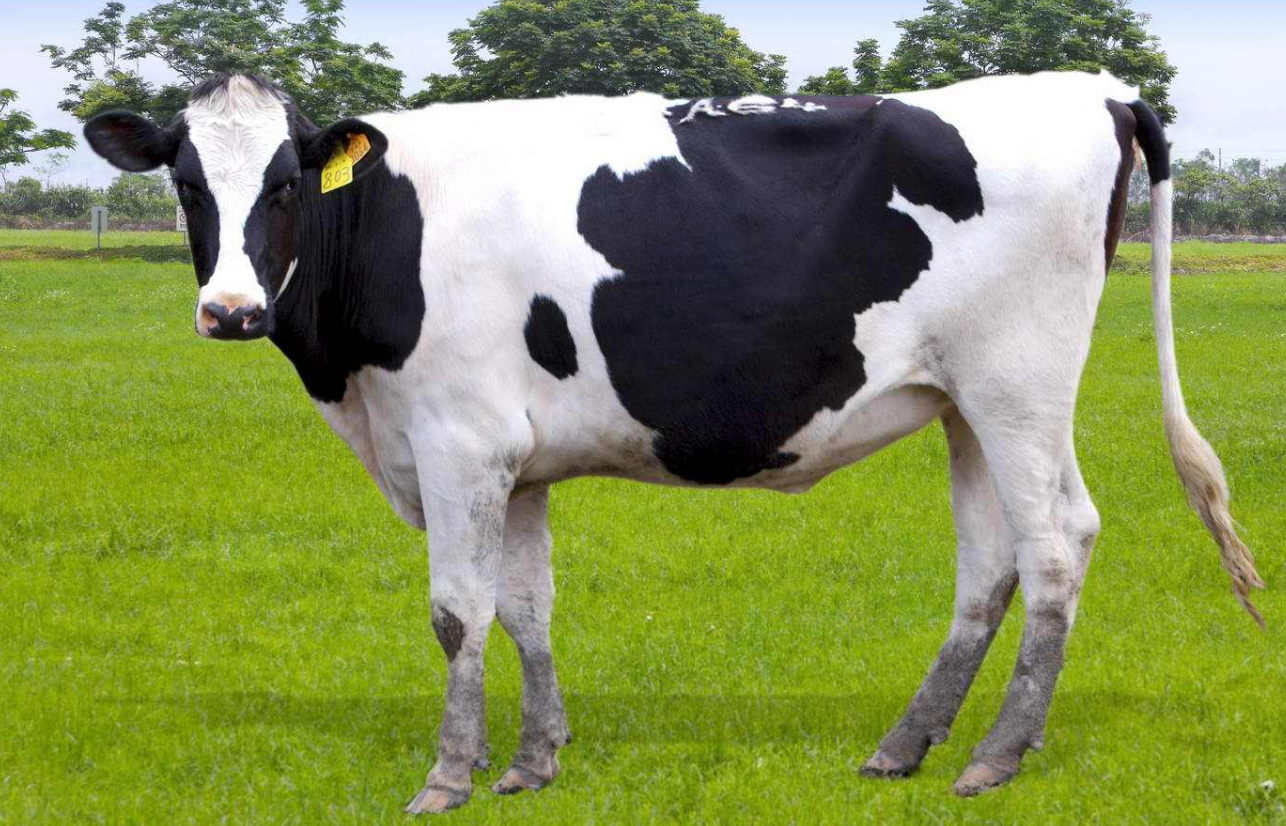 數(shù)據(jù)分析助力奶?？茖W(xué)養(yǎng)殖