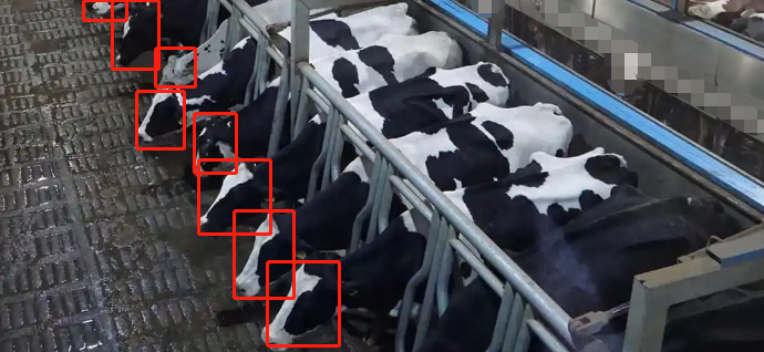 AI機(jī)器視覺-某奶牛養(yǎng)殖場擠奶廳奶牛計(jì)數(shù)